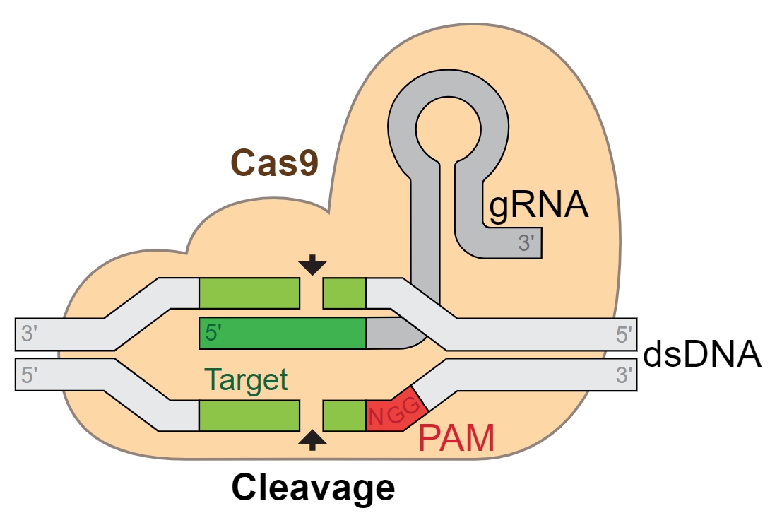 CRISPR-Cas9 Gene Editing Technology